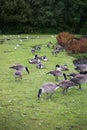 Beautiful Canada Geese at Broadwood Loch, Cumbernauld Scotland Royalty Free Stock Photo