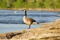 Canada Geese