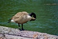 Beautiful Canada Goose.