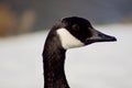 A beautiful Canada Goose