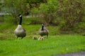 Beautiful Canada Goose family.