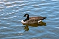 Beautiful Canada goose floating in the lake