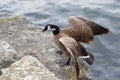 Beautiful Canada goose has jumped on the rock from the water Royalty Free Stock Photo