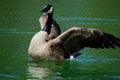 Beautiful Canada Goose.