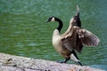 Beautiful Canada Goose.