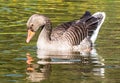 Beautiful canada goose swimming in the lake