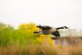 Canadian Flying Goose Royalty Free Stock Photo