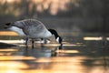 Beautiful Canadian Goose drinking from lake at sunset during golden hour sunshine sun light shining reflecting on river water Royalty Free Stock Photo