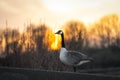 Beautiful Canadian Goose standing near lake at sunset during golden hour sunshine sun light shining through trees nature reserve Royalty Free Stock Photo