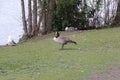 Beautiful Canadian Goose Stands Watch