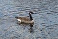 Single Canadian goose swimming on lake Royalty Free Stock Photo