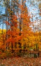 Colorful Canadian forests in autumn