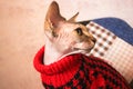 A beautiful Canadian Sphinx cat wearing in a red knit sweater at autumn cold day