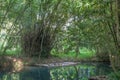 Beautiful canal with clear water and trees green leaves in Rainforest background. Bamboo rafts float in water prepared & ready