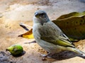 Beautiful canary in a backyard in the Jardim das Oliveiras region, municipality of Esmeraldas.