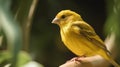 beautiful canary bird in natural habitat, note shallow depth of field