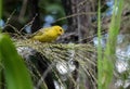 Beautiful wild birds, free in their natural habitats. Royalty Free Stock Photo