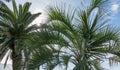 Beautiful Canary Island Date Palm Phoenix canariensis at left and  Butia capitata, commonly known as jelly palm, in Sochi. Royalty Free Stock Photo