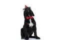 Beautiful cane corso dog wearing a birthday hat Royalty Free Stock Photo