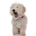 Beautiful caniche dog feeling bored and yawning Royalty Free Stock Photo