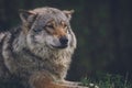 Beautiful canis lupus relaxing outdoors in nature