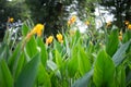 Beautiful canna indica flower or edible canna flower in garden. (cannaceae family, liliopsida class Royalty Free Stock Photo