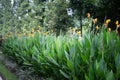 Beautiful canna indica flower or edible canna flower in a garden. (cannaceae family, liliopsida class Royalty Free Stock Photo