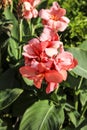 Beautiful Canna Indica plants in the garden Royalty Free Stock Photo