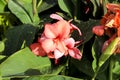 Beautiful Canna Indica plants in the garden Royalty Free Stock Photo