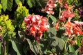 Beautiful Canna Indica plants in the garden Royalty Free Stock Photo