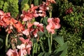 Beautiful Canna Indica plants in the garden Royalty Free Stock Photo