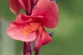 Beautiful Canna Lily macro photo. Pink tropical flowers background Royalty Free Stock Photo