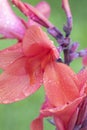 Beautiful Canna Lily macro photo. Pink tropical flowers background Royalty Free Stock Photo