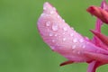 Beautiful Canna Lily macro photo. Pink tropical flowers background Royalty Free Stock Photo