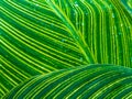 Beautiful canna tropicana lilly leaf vein pattern Royalty Free Stock Photo