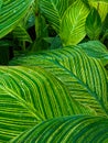 Beautiful canna tropicana lilly leaf vein pattern Royalty Free Stock Photo
