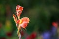 Beautiful cannes flowers