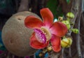 Beautiful cannon ball tree flower Royalty Free Stock Photo