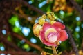 Beautiful Cannonball tree blooming or Shorea robusta flower bunch on its tree branches Royalty Free Stock Photo