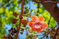 Beautiful Cannonball tree blooming or Shorea robusta flower bunch on its tree branches Royalty Free Stock Photo