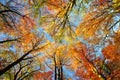 Colorful tree canopy and blue sky in autumn Royalty Free Stock Photo