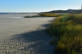 Beautiful cape cod beach with flowing beach grass Royalty Free Stock Photo