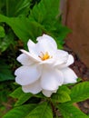 The beautiful Cape Jasmine flower