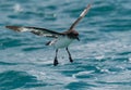 A Pretty Cape Petrel in Flight