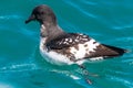 A Cape Petrel Swimming in the Ocean