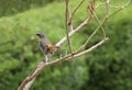 A beautiful Cape Robin-Chat bird, Kenya