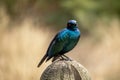 Beautiful Cape Starling relaxed on a log