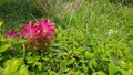 beautiful Cape York Lily