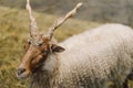 Beautiful Capra falconeri on the farm. Screw-horned goat Royalty Free Stock Photo