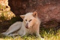 Beautiful Capture of a White Timber Wolf Royalty Free Stock Photo